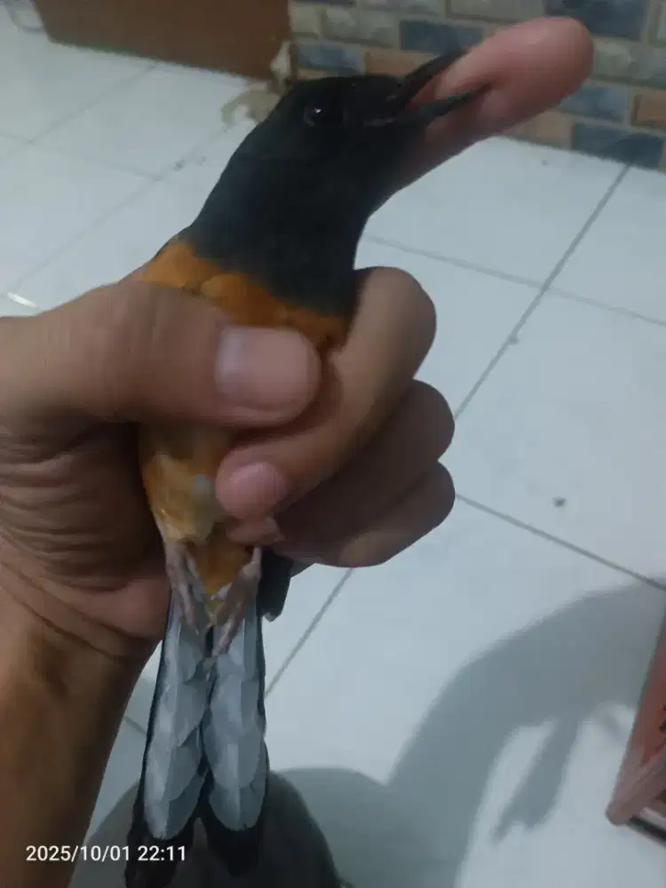 DIJUAL MURAI BETINA SIAPAN SUDAH BUNYI