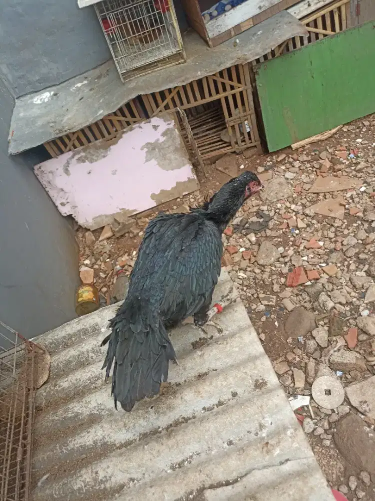 Ayam bangkok ekor lidi betina