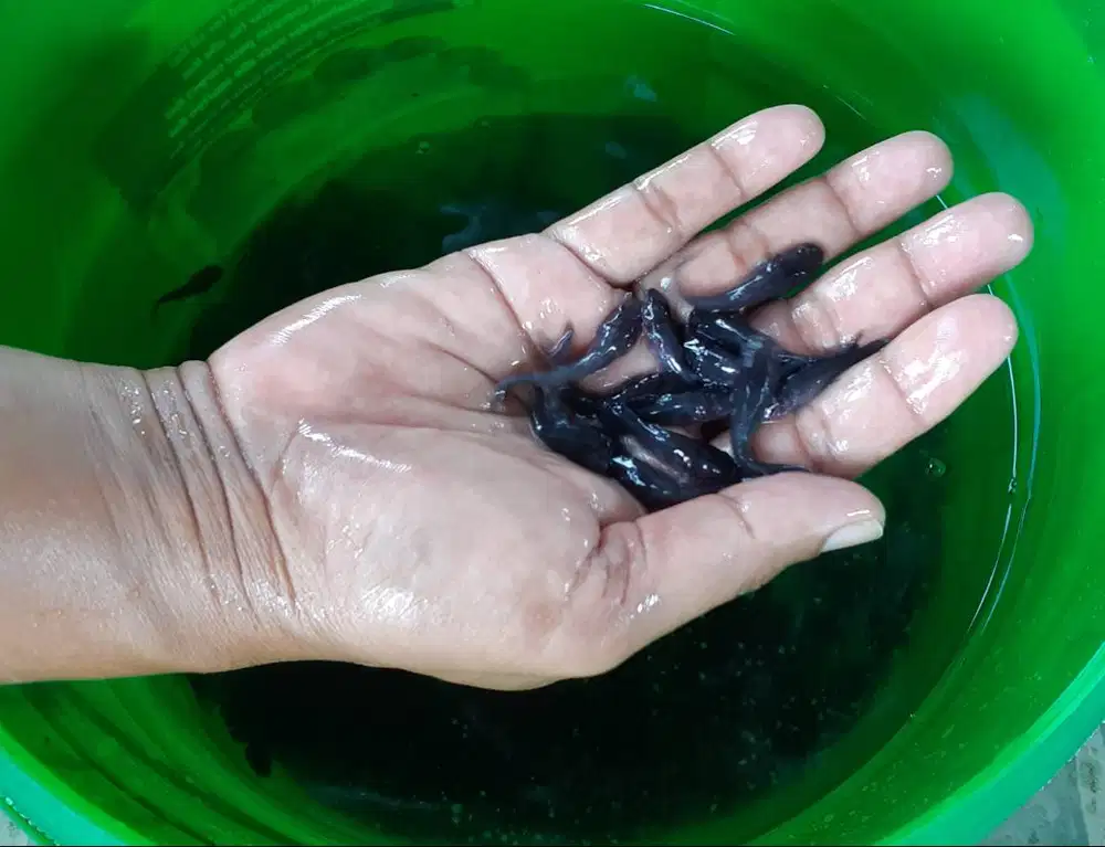 Beenih Ikan Baung