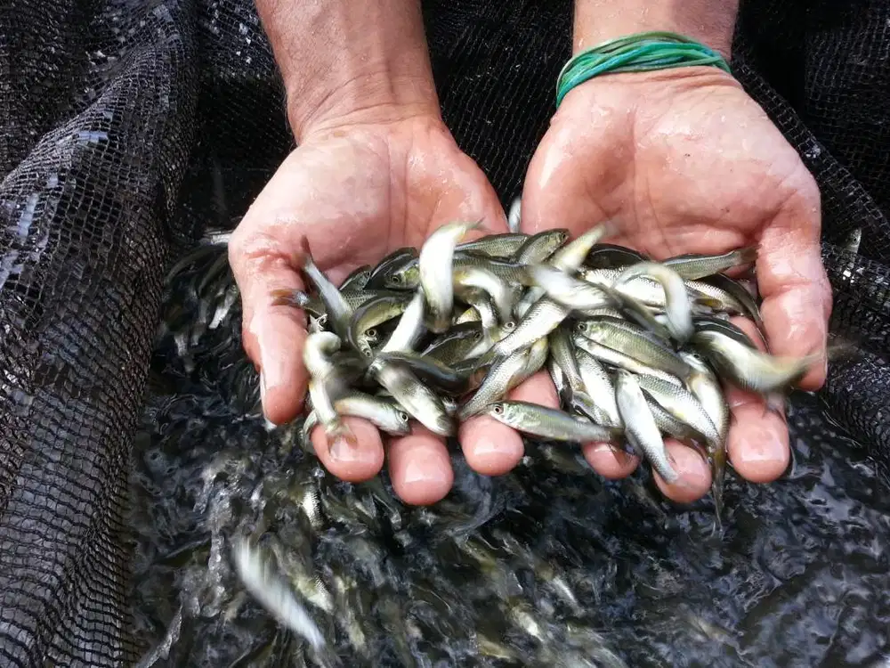 Benih Ikan Grasscarp