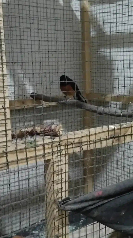 murai betina dan kandang ternak