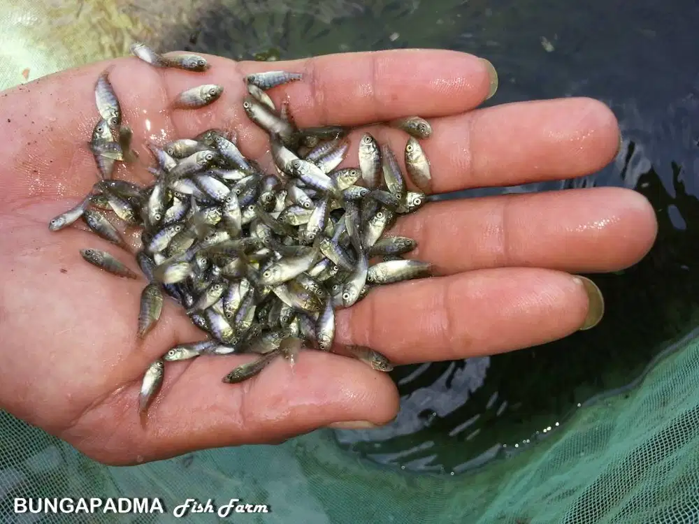 Ikan Nila Nirwana 4