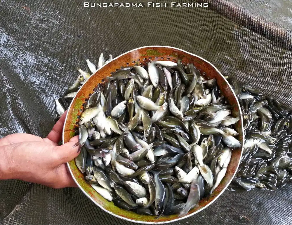 Benih Ikan Mas Majalaya Kualitas Unggul
