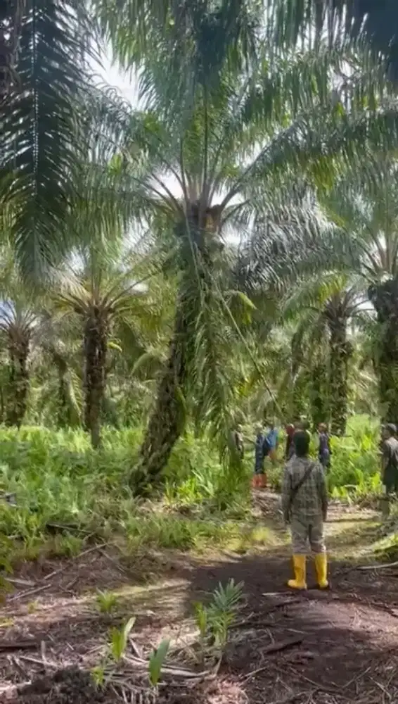 DIBUTUHKAN BANYAK PEKERJA PRUNNING SAWIT