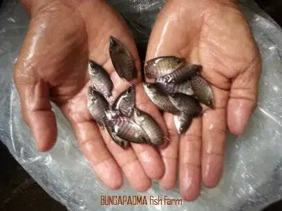 Benih Ikan Gurame Kualitas Unggul