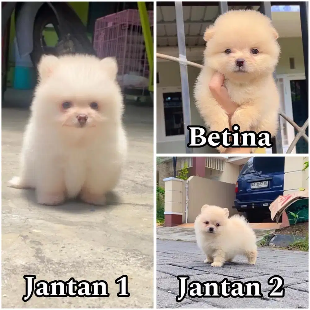 Mini pom puppy jantan & betina