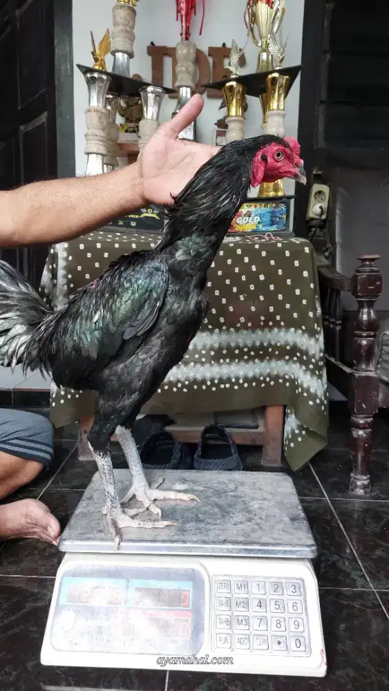 Ayam bangkok jogjakarta