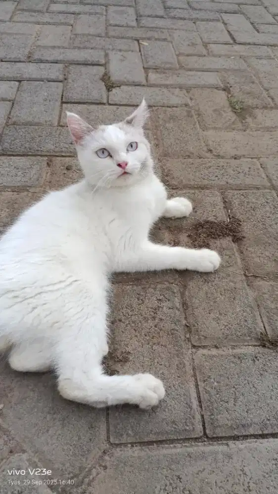 Kucing jantan putih