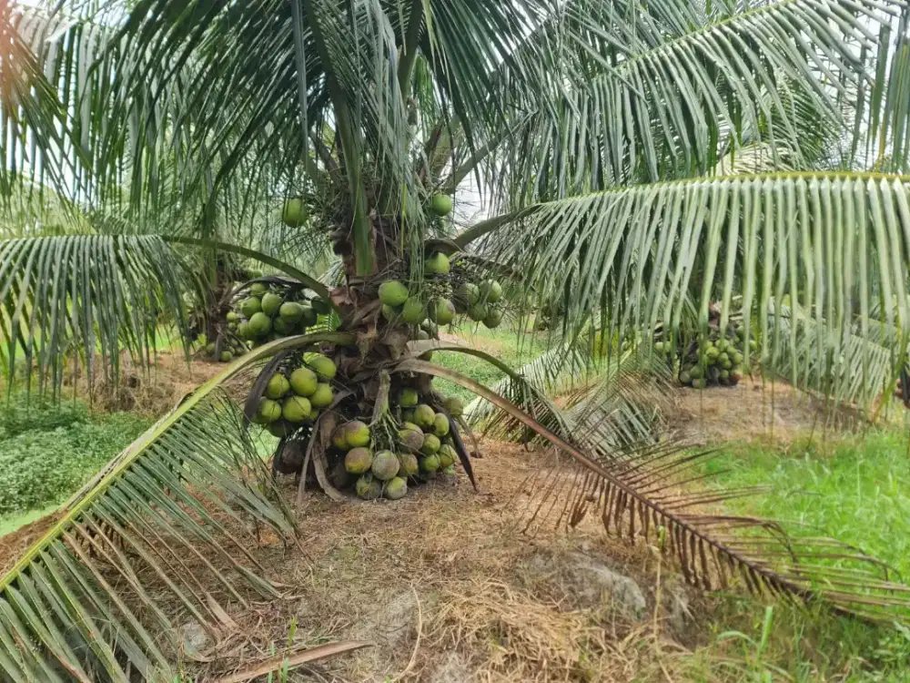 Tenaga Kerja Kebun