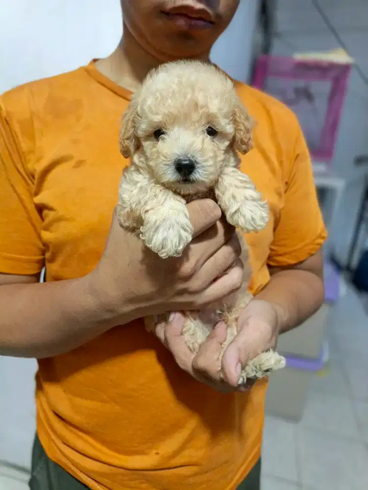 Anjing maltipoo jntan 1.5bln