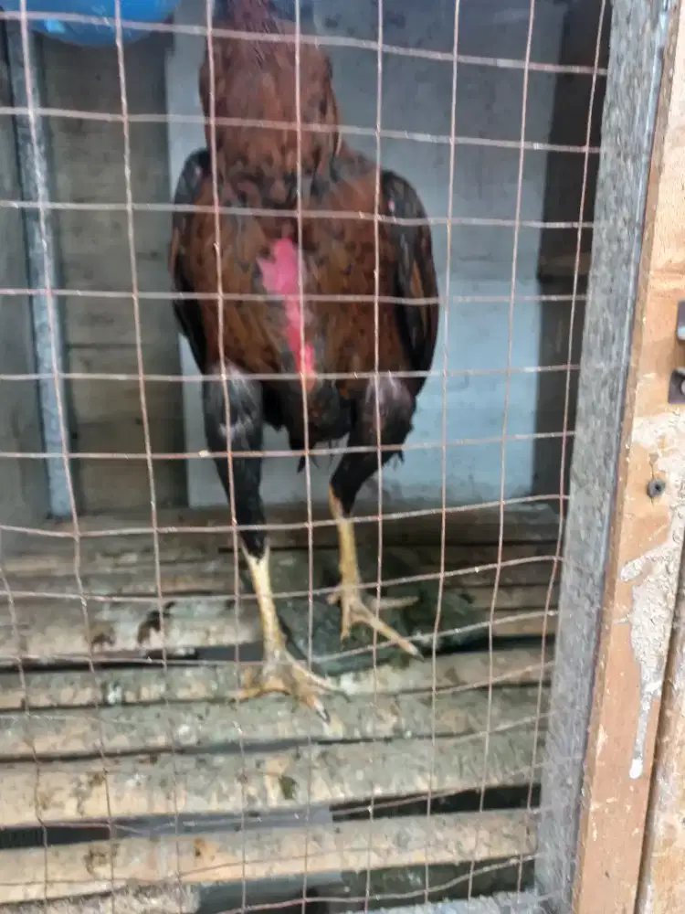 Jual ayam bangkok
