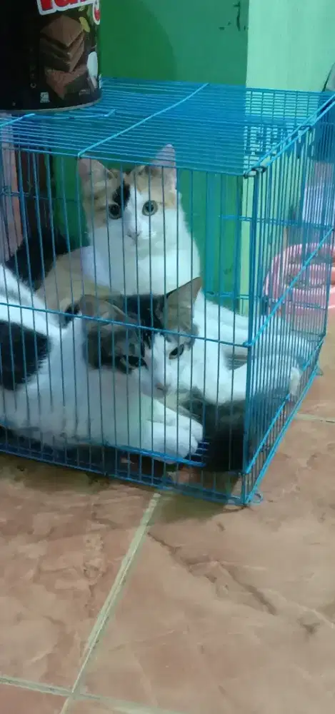 Jual kucing anakan Himalayan maincone