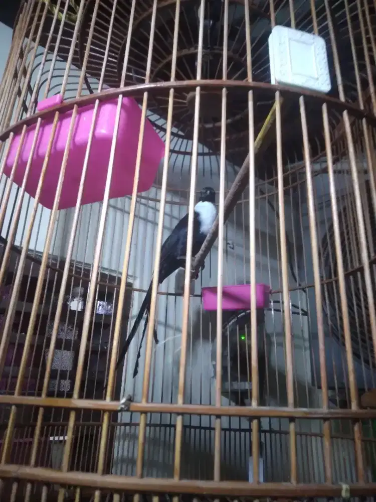 Burung bilbong pendeta jantan sudah harian bunyi mulus fullset