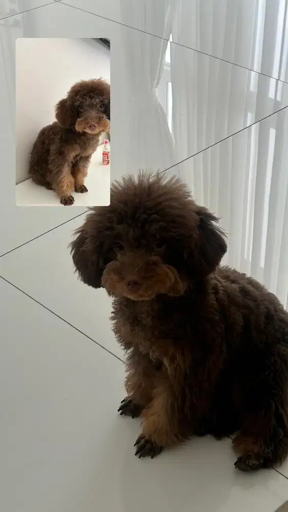 anjing brown poddle