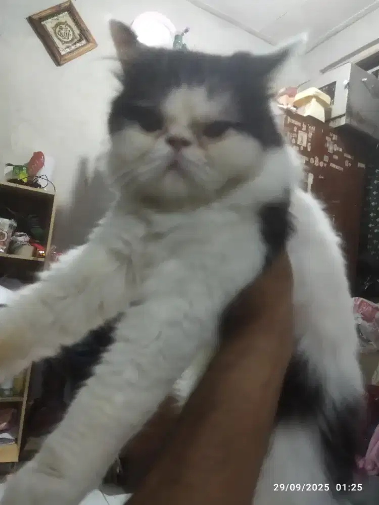 Kucing Peaknose medium