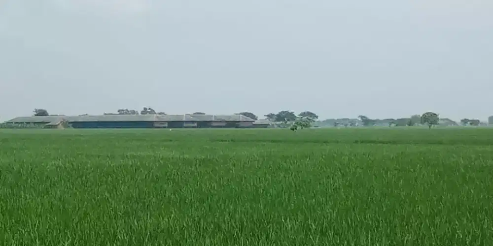 Dijual lhn sawah