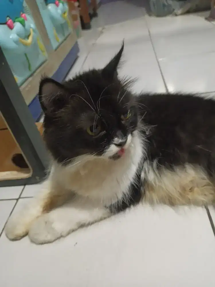 kucing persia (betina)