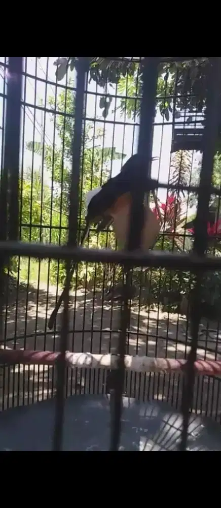 Di jual cepat burung murai