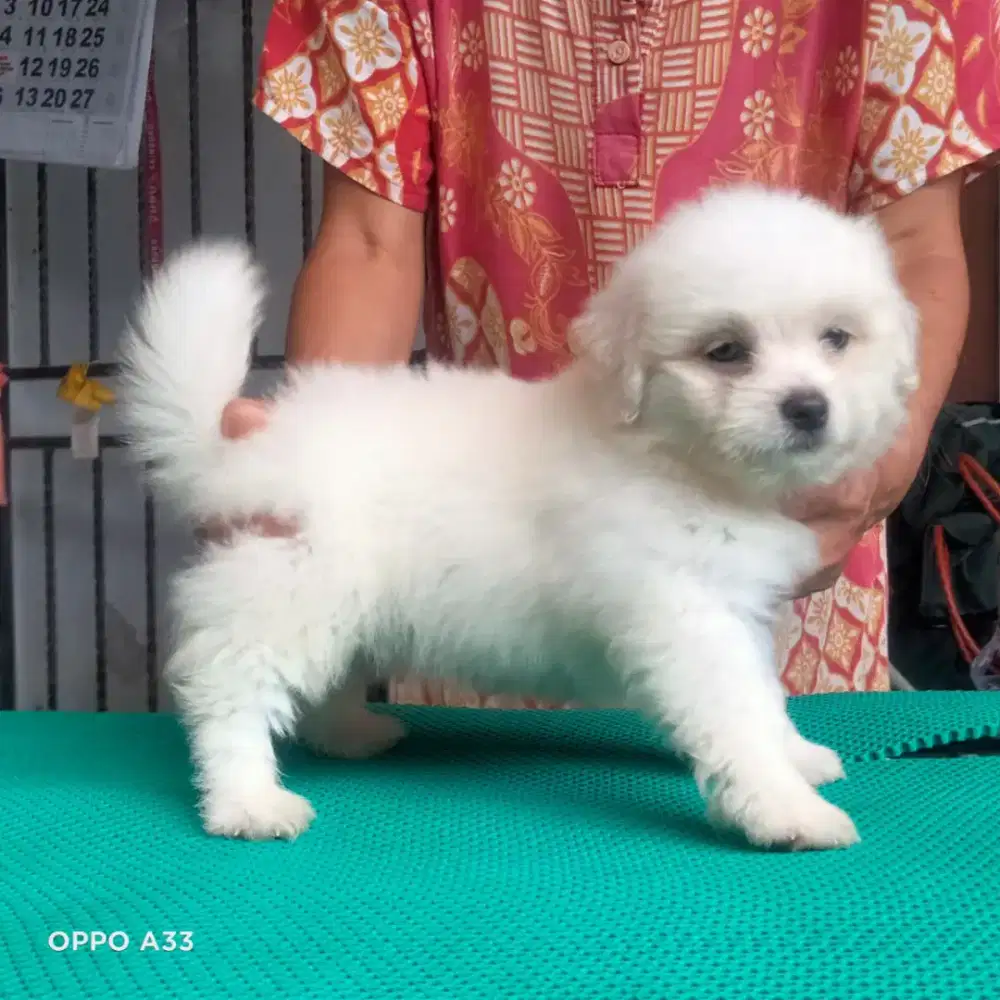 Shitzu mix poodle