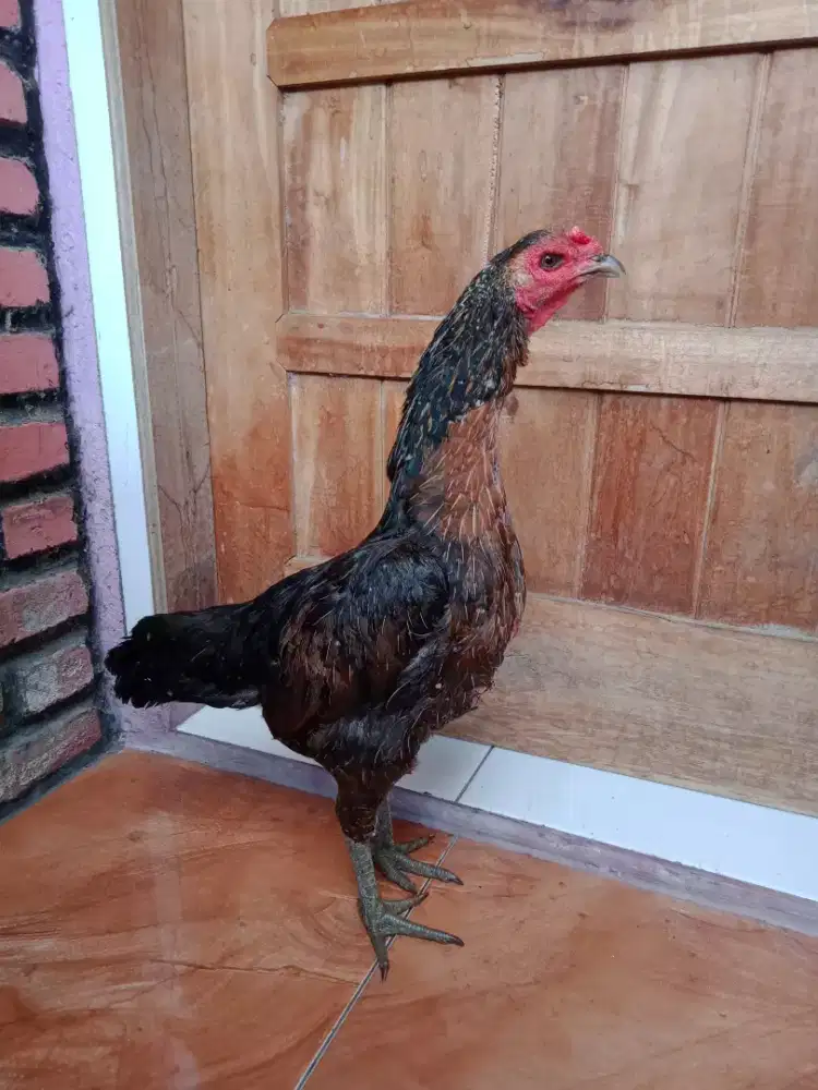 Ayam betina shamo Jepang black mamba siap produksi jumbo