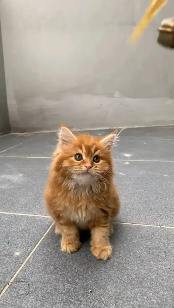 Persia mix mainecoon