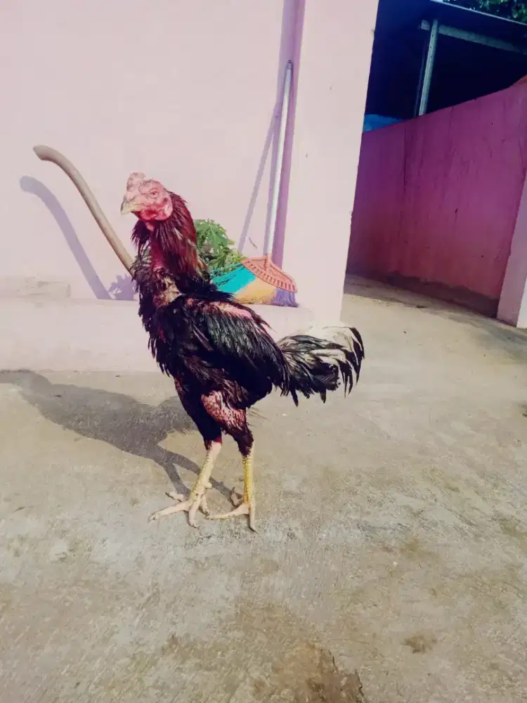 Ayam jago buat pejantan pakhoy Bangkok udah 1 x diadu mirah