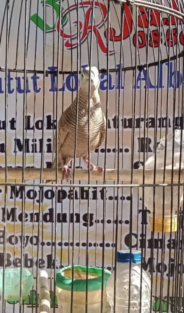 Kalung tepung mojopahit