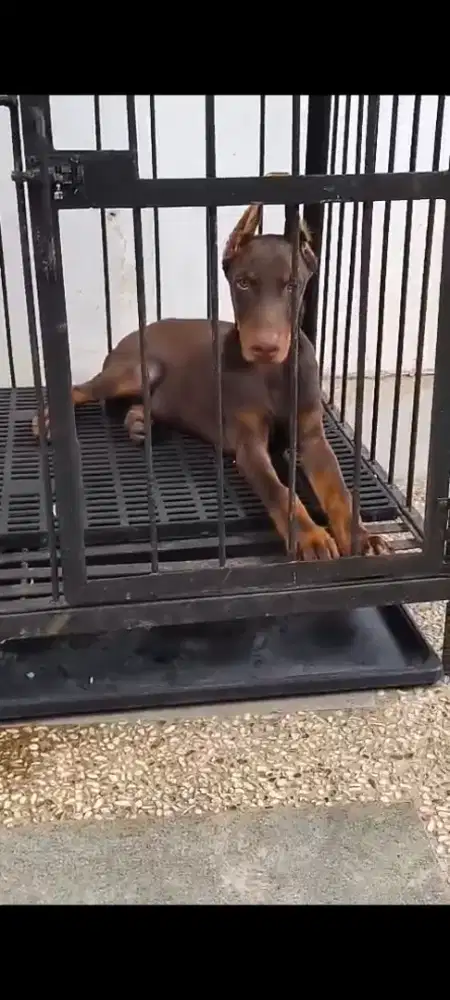 DOBERMANN MALE RED TAN