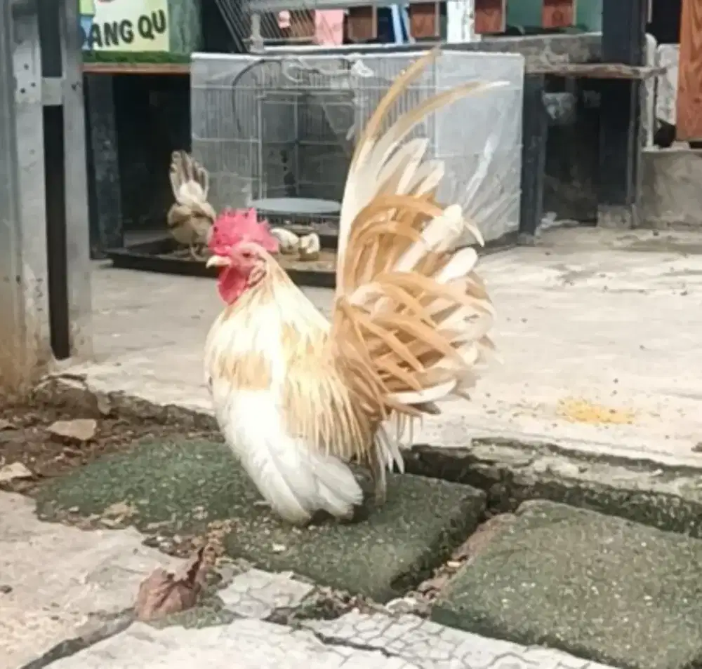 Ayam kate jantan dewasa