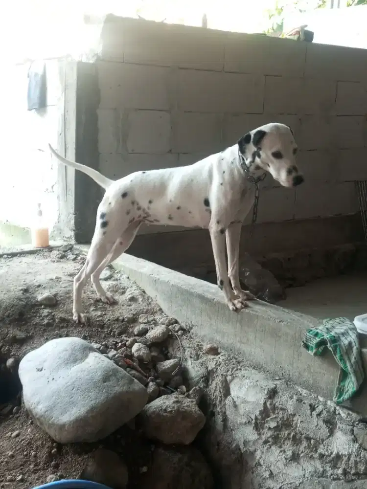 DALMANTION DOGy