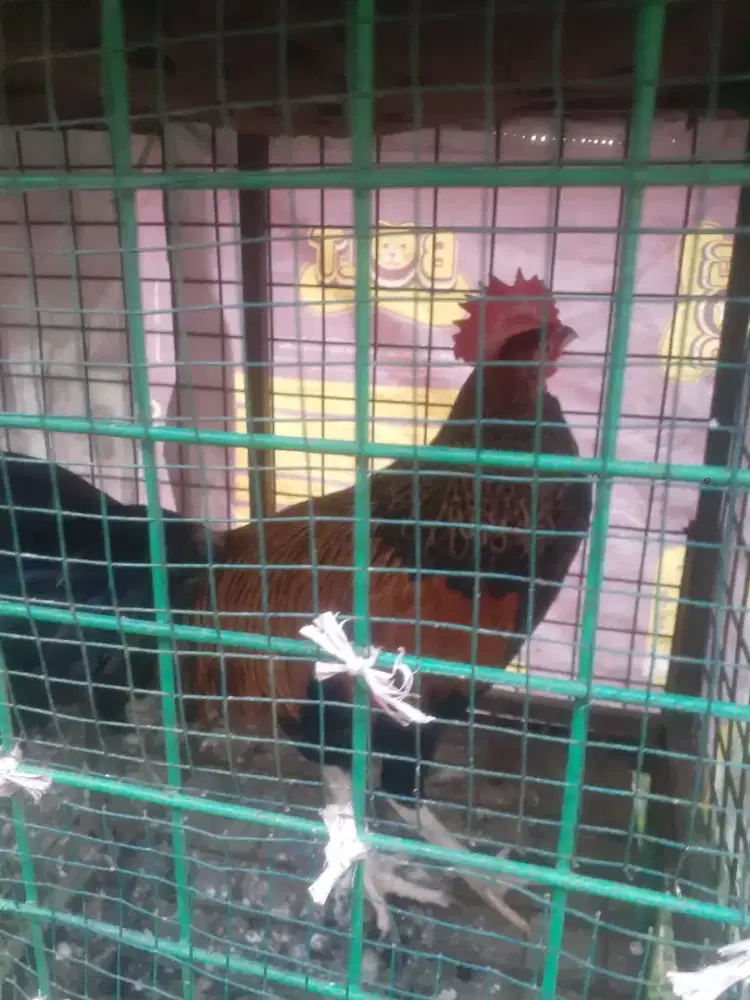 Ayam bekisar rajin koker