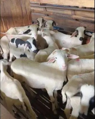 paket 40 ekor bakalan domba jantan tanduk 4-5 bln siap penggemukan top