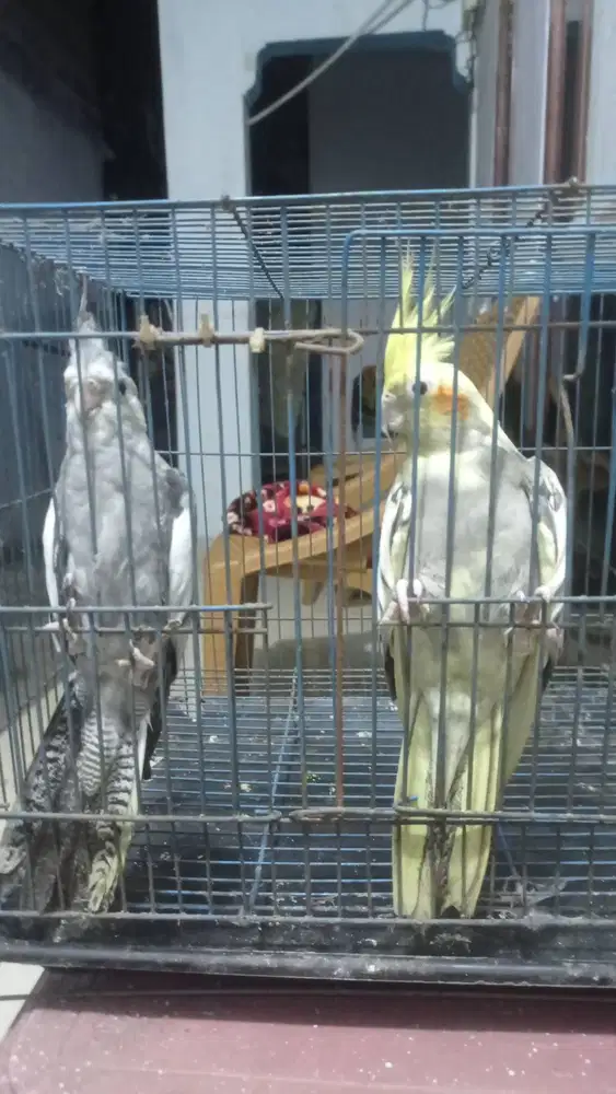 Falk Parkit Australia sepasang