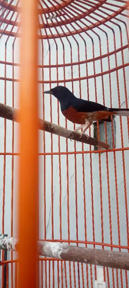 Burung murai batu