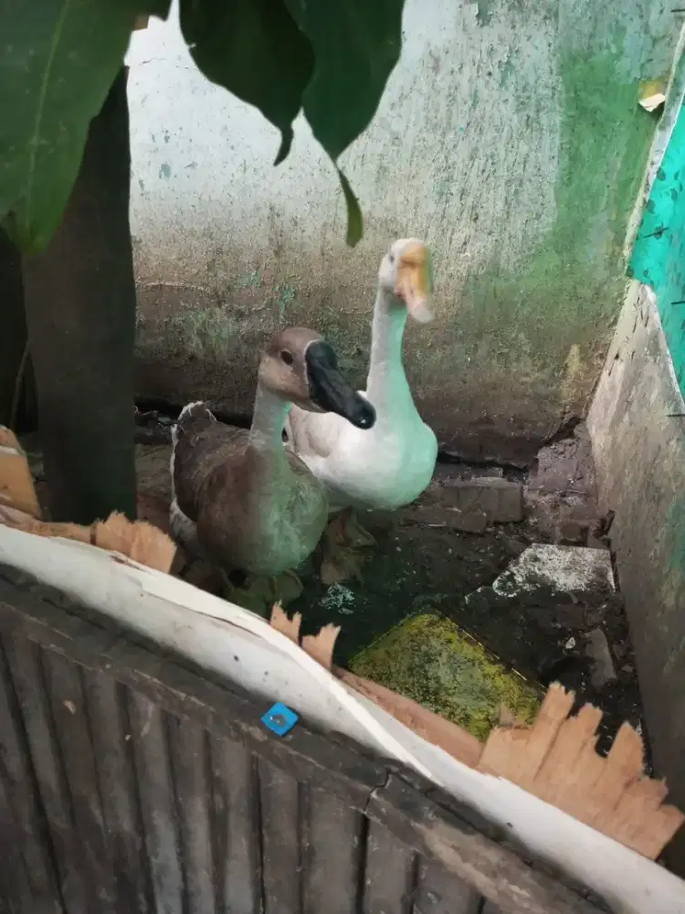 Angsa (soang) Sepasang