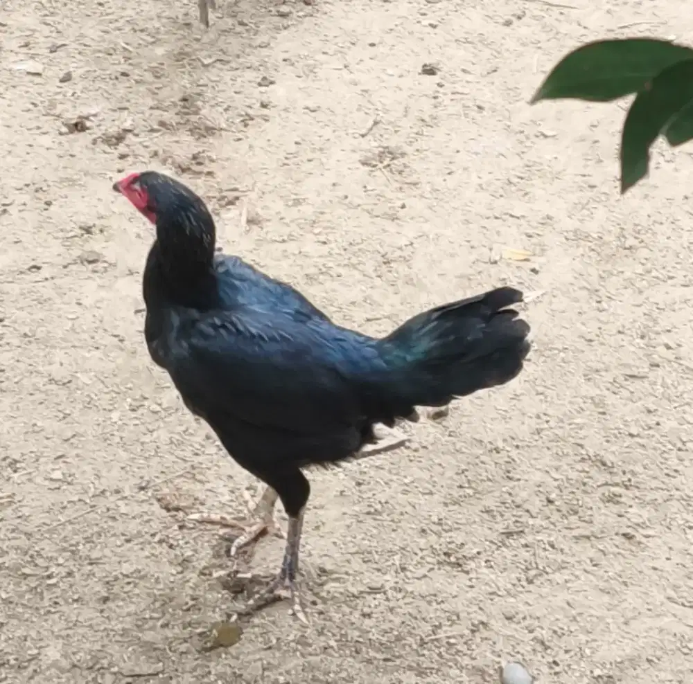 Indukan ayam siam
