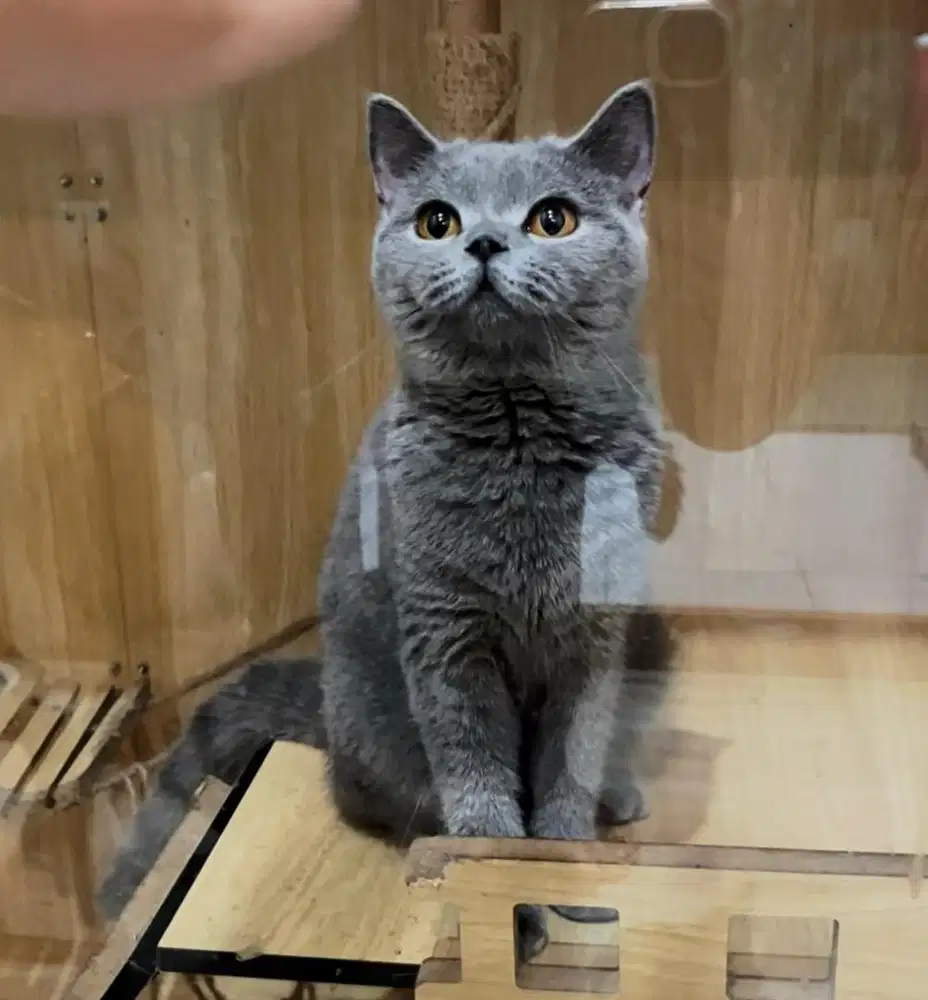 British short hair BSH Betina