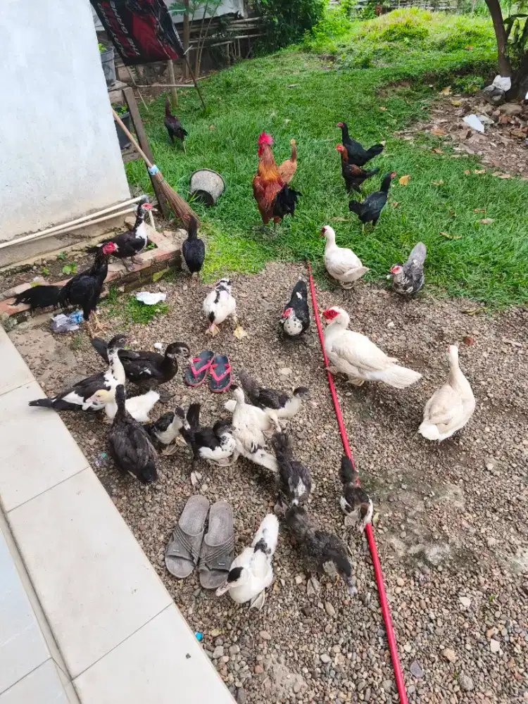 Bebek Pelati dan Ayam Siam Campuran