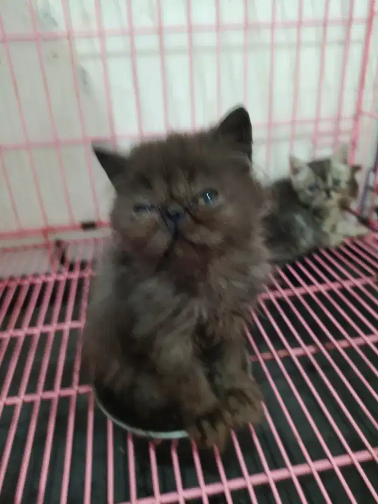 Betina peaknose 3 bl
