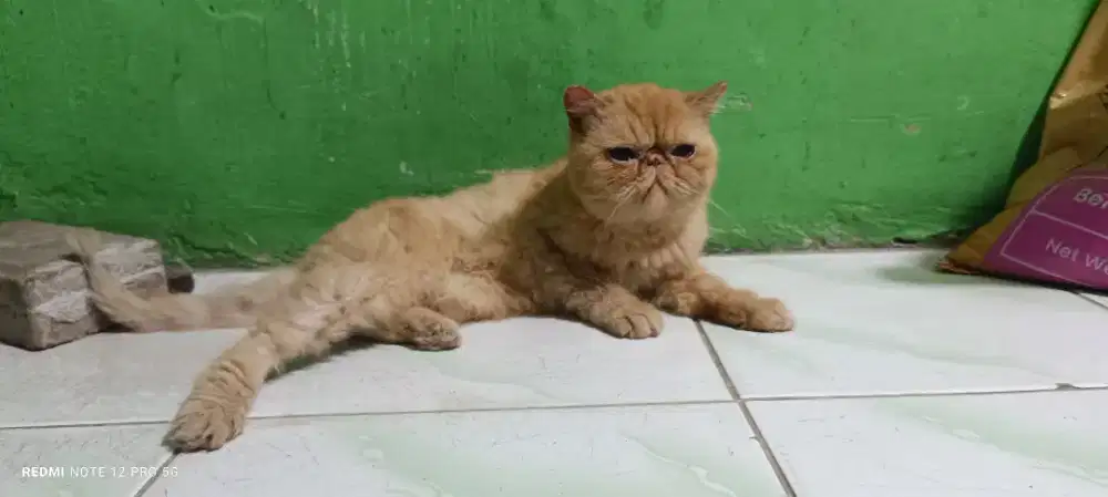 Kucing Peaknose exotic/Bulu pendek BETINA siap kawin