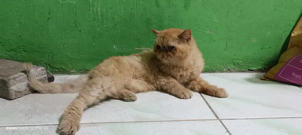 Indukan kucing Peaknose exotic/bulua pendek BETINA