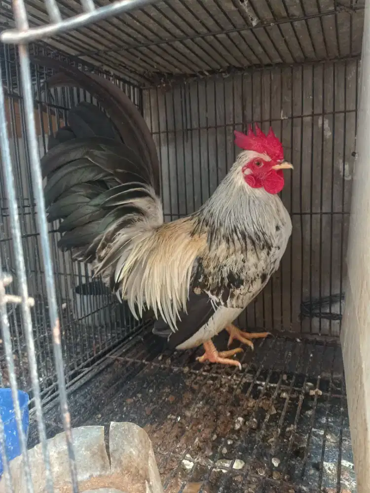 Ayam kate jantan dewasa
