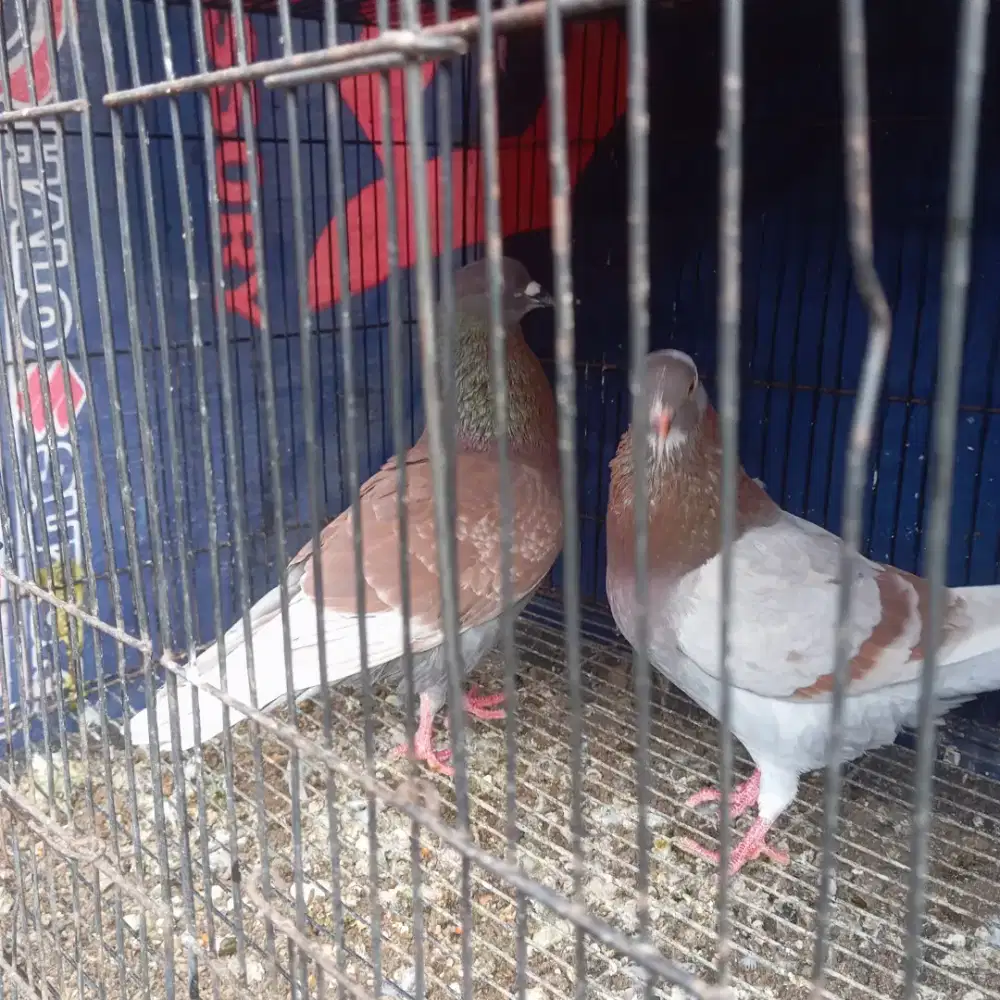 Merpati merpati pasangan