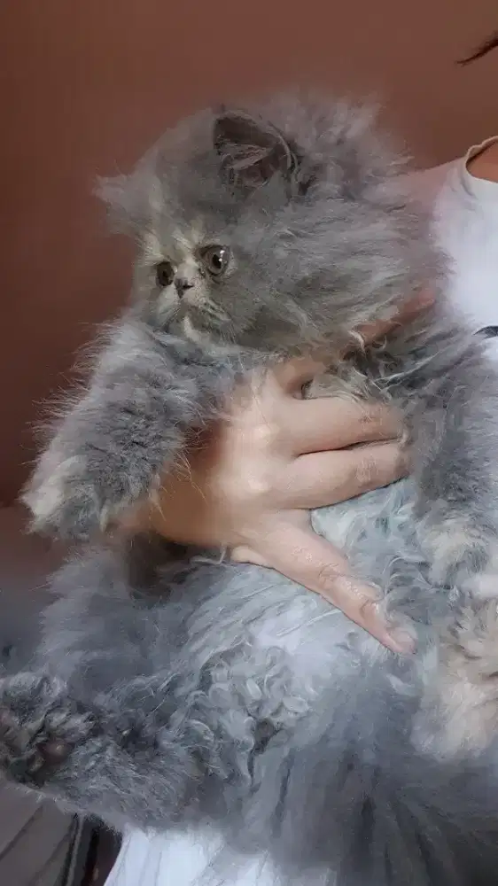 Kitten peaknos LH
