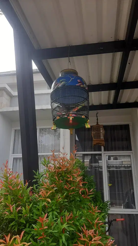 Jual borongan 2 ekor perkutut lokal fullset