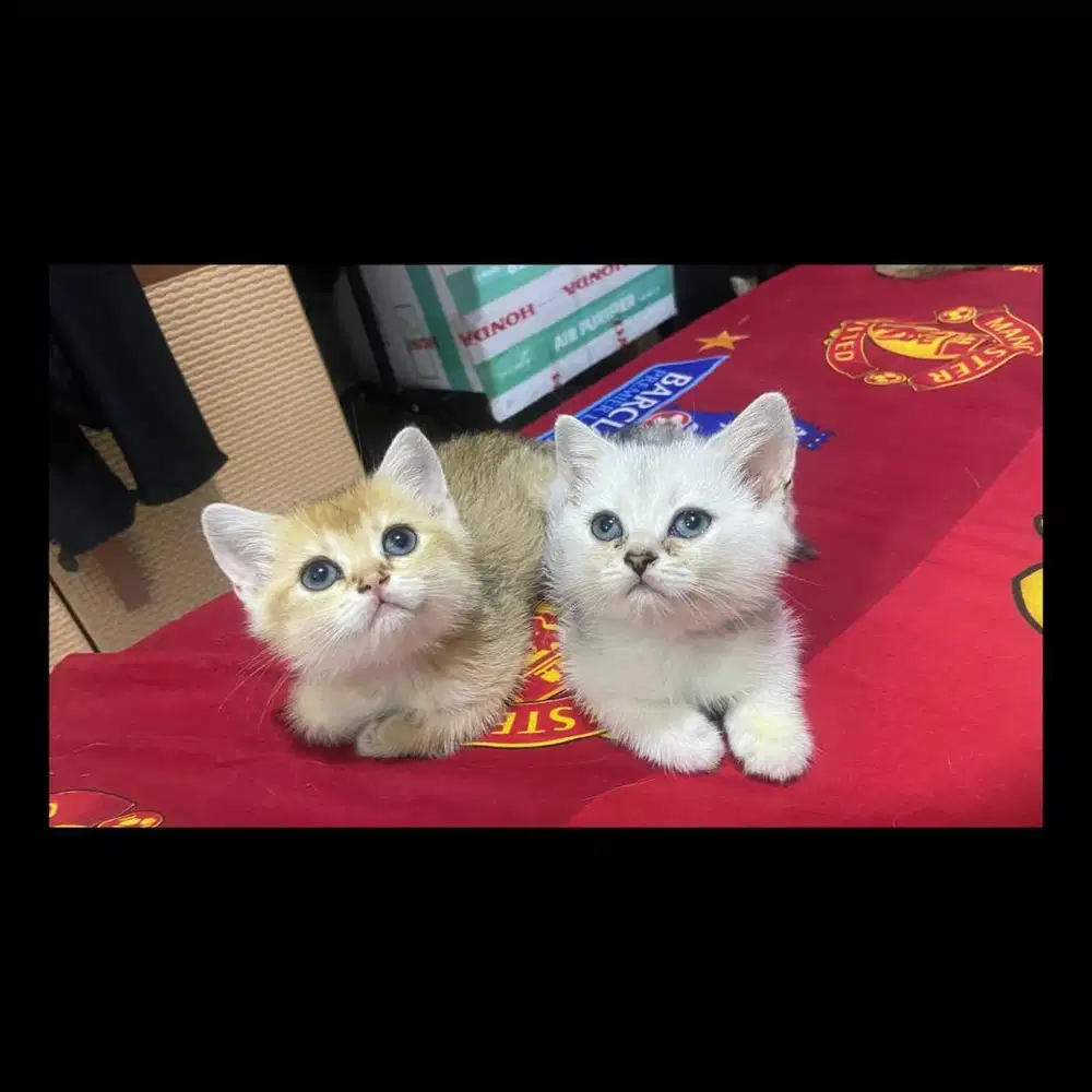 Kucing BSH golden ny25 dan silver