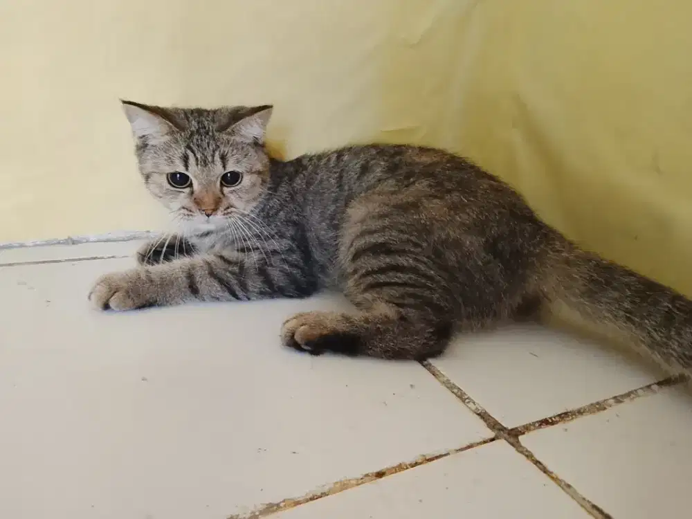 BSH pure betina taby usia 7bulan parents ped x nonped pure