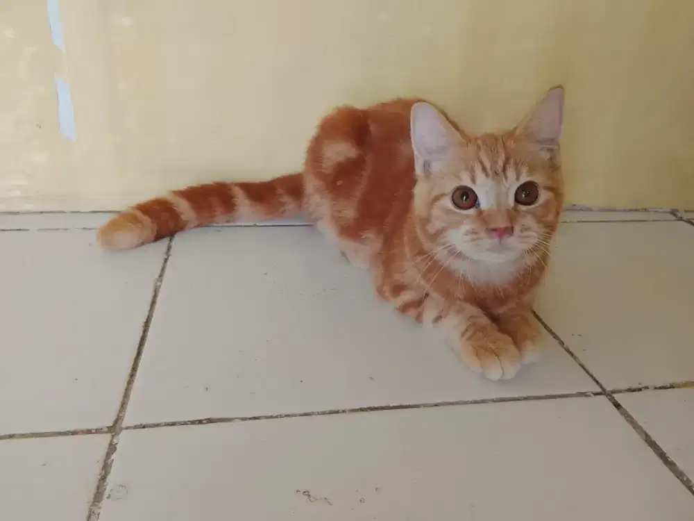 BSH pure jantan taby usia 7bulan parents ped x nonped pure