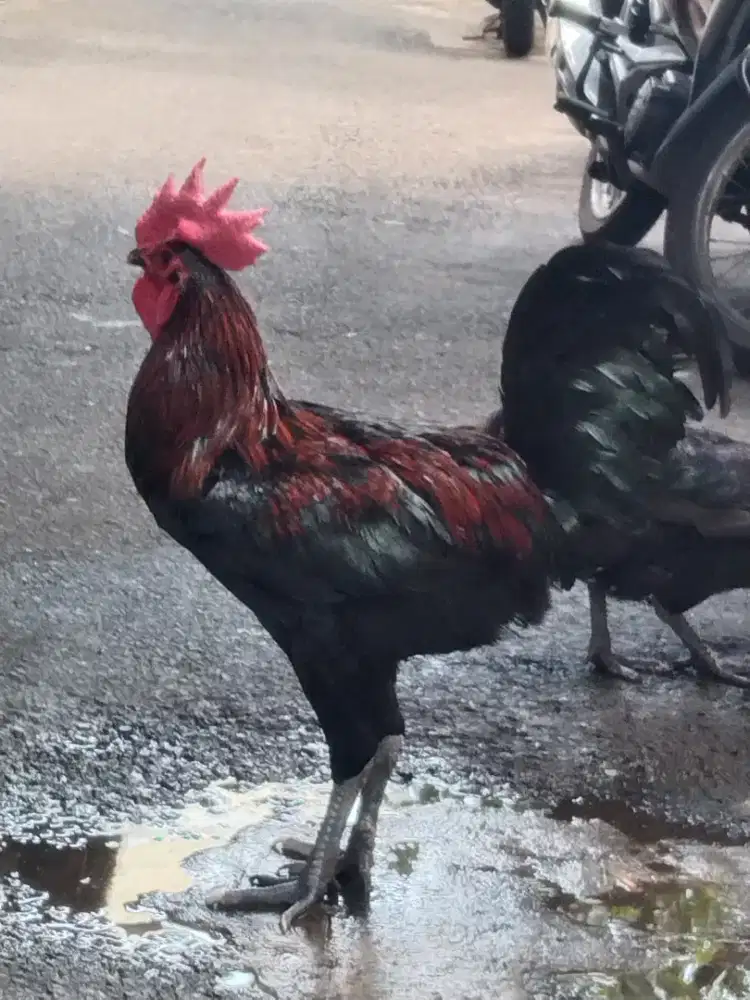 Ayam pelung jumbo gacor