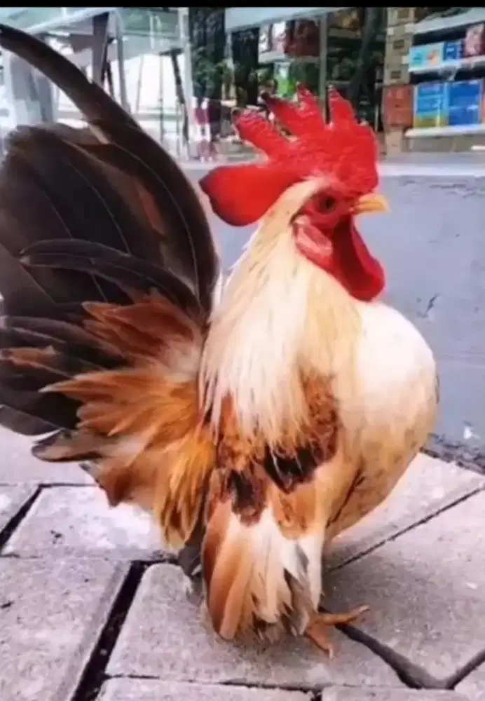 Ayam Serama Sepasang Warna Cantik Sudah Sering Produksi